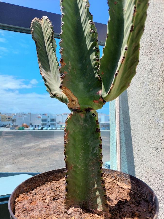 Deep Blue Iii By Sea There Fuerteventura Appartement *